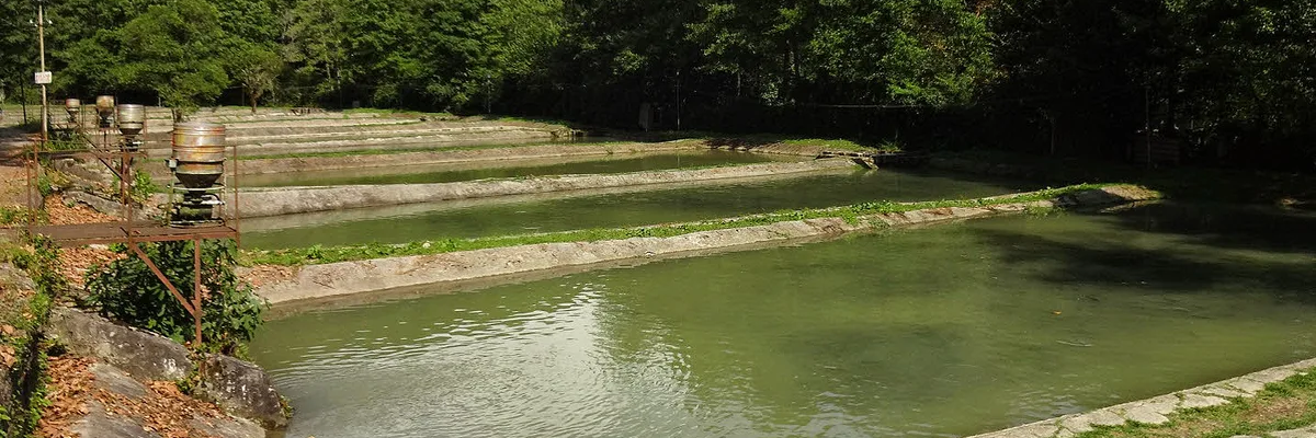 Форелевое хозяйство