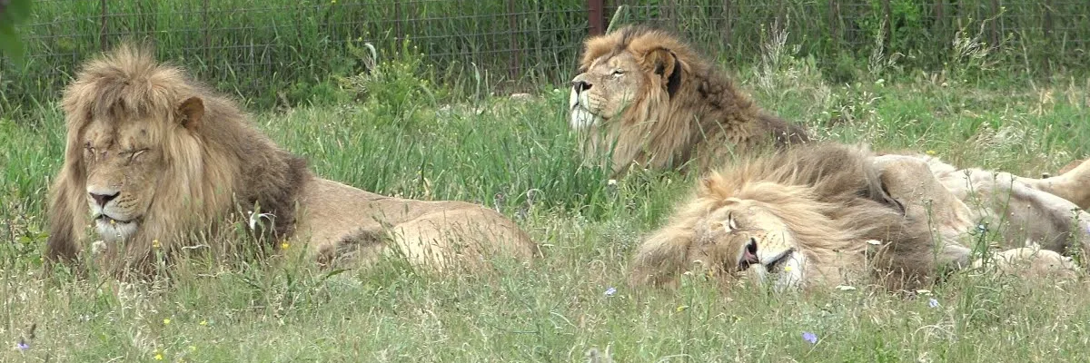 Парк львов Прайд