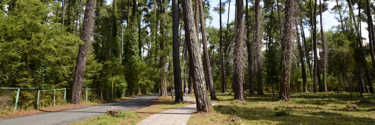 Пицундская сосновая роща