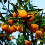 Экскурсия в Гагру: путешествие по сердцу Абхазии — горы, озёра и вкусы Апсны