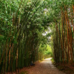 Экскурсия в Сухум из Гагры