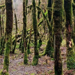 Незабываемый отдых в Абхазии: по следам «Последнего богатыря» в Гагре