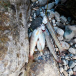 rybalka-v-gorah-abhazii-23151 Рыбалка в горах Абхазии