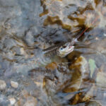 rybalka-v-gorah-abhazii-2564156 Рыбалка в горах Абхазии