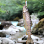 rybalka-v-gorah-abhazii-265656 Рыбалка в горах Абхазии