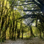 bppa_4 Большое путешествие по Абхазии