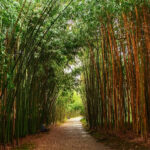 Экскурсия в Сухум