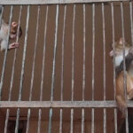 Экскурсия в Сухум