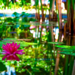 Экскурсия в Сухум