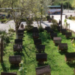 vine_3 Гастротур по Абхазии