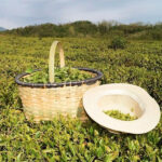 vine_5 Гастротур по Абхазии