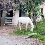 Конная прогулка к водопаду Борода