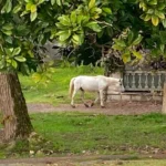 Конная прогулка к водопаду Борода