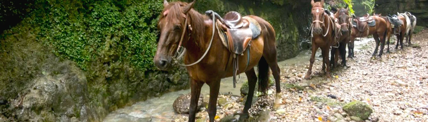 Конные прогулки в Абхазии